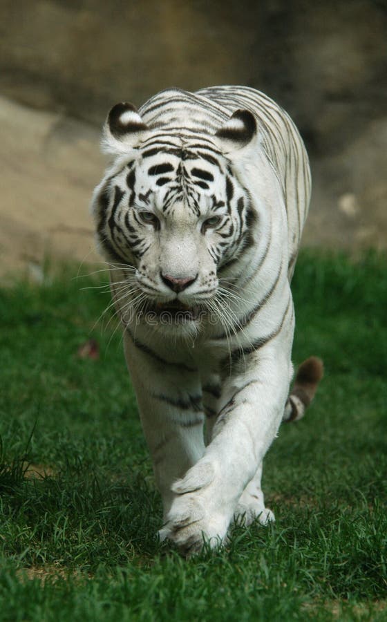 A white tiger (Panthera tigris tigris) at Moscow Zoo in Russia. Indian people think that a meeting with a white tigers brings a good luck. A white tiger (Panthera tigris tigris) at Moscow Zoo in Russia. Indian people think that a meeting with a white tigers brings a good luck.