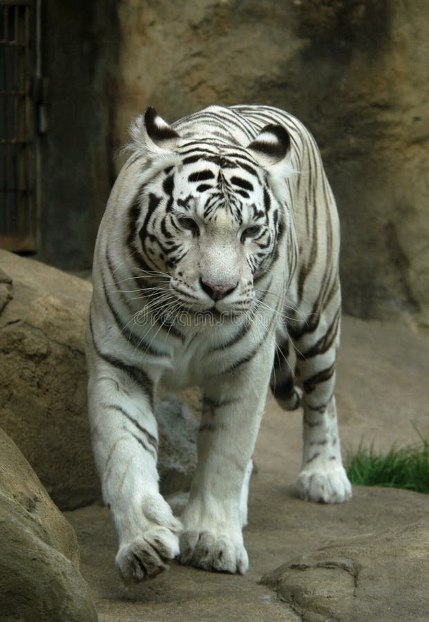 A white tiger (Panthera tigris tigris) at Moscow Zoo in Russia. Indian people think that a meeting with a white tigers brings a good luck. A white tiger (Panthera tigris tigris) at Moscow Zoo in Russia. Indian people think that a meeting with a white tigers brings a good luck.