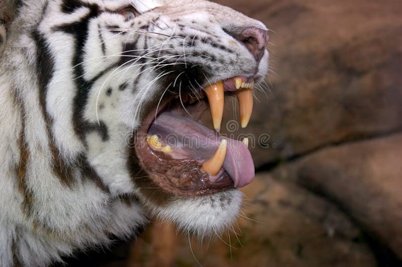 Close up face of white tiger. Close up face of white tiger