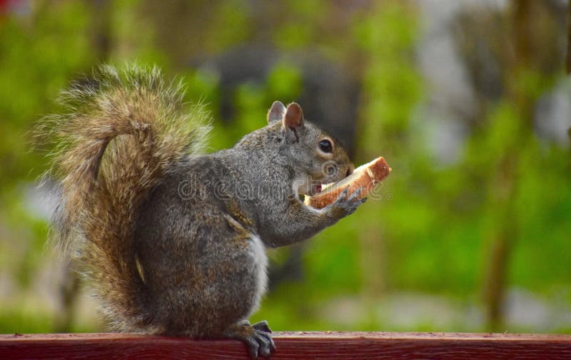 The squirrel holds a bread with her hand  and eating, in Illinois USA. The squirrel holds a bread with her hand  and eating, in Illinois USA.