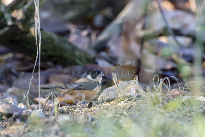 Бело-collared torqueola Seedeater Sporophila фуражируя для семени на том основании стоковая фотография Бело-collared torqueola Seedeater Sporophila фуражируя для семени на том основании стоковая фотография