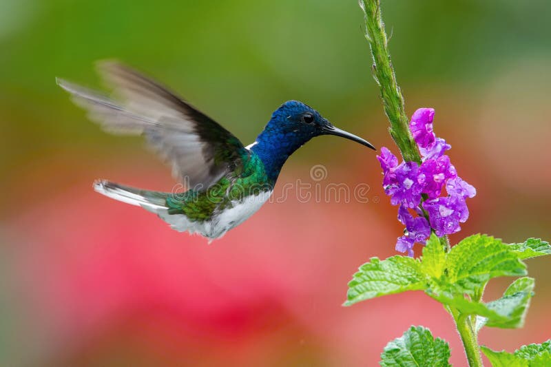 Бело-necked jacobin летая стоковая фотография rf Бело-necked jacobin летая стоковая фотография rf