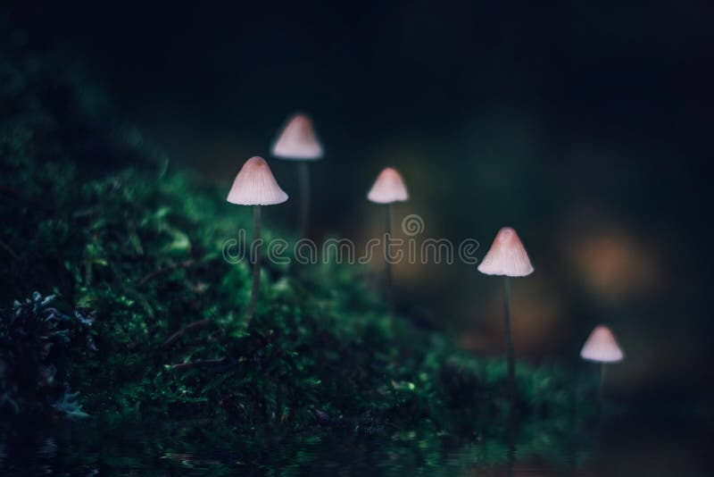 Белое ядовитое маленькое mycena гриба на темной ой-зелен предпосылке Группа в составе грибы на холме покрытом с мхом Filopes Myce стоковое изображение Белое ядовитое маленькое mycena гриба на темной ой-зелен предпосылке Группа в составе грибы на холме покрытом с мхом Filopes Myce стоковое изображение