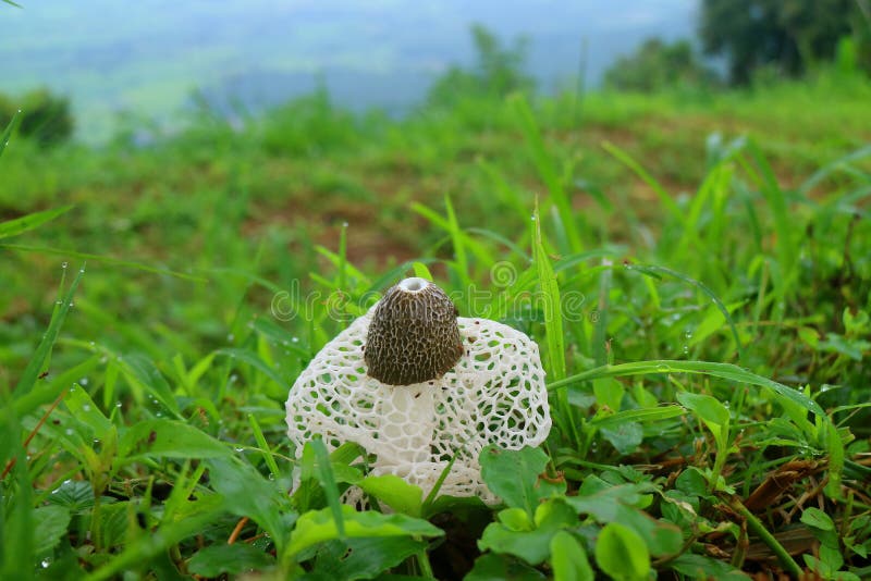 Белые длинные сетчатые гриб Stinkhorn или грибок бамбука среди зеленой травы с росой утра стоковые изображения Белые длинные сетчатые гриб Stinkhorn или грибок бамбука среди зеленой травы с росой утра стоковые изображения