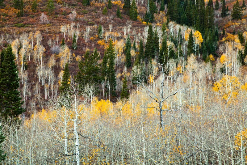 Aspens with most of their leaves gone in the late fall. Aspens with most of their leaves gone in the late fall