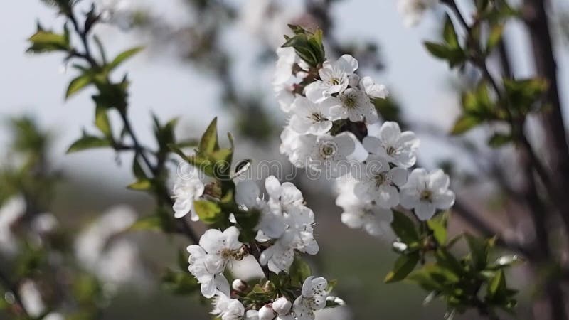 Белые цветы на плодовых деревьев. Цветущий сад пчелы собирают нектар от цветущий sieversii. Вишня сакура вишневое дерево акции видеоматериалы