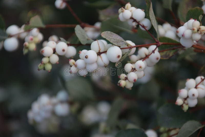 Белые ягоды на albus Symphoricarpos засаживают также как общий snowberry на улице в вертепе IJssel Nieuwerkerk aan, стоковое фото rf Белые ягоды на albus Symphoricarpos засаживают также как общий snowberry на улице в вертепе IJssel Nieuwerkerk aan, стоковое фото rf