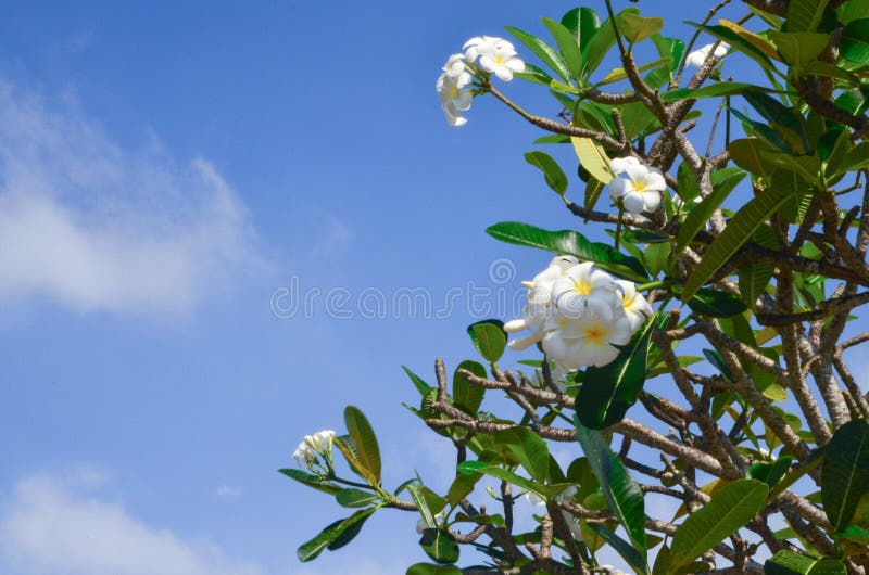 Белый plumeria против голубого неба стоковое фото rf Белый plumeria против голубого неба стоковое фото rf