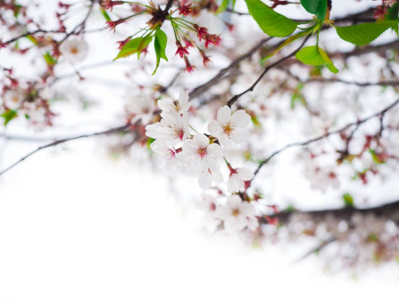 Белый вишневый цвет ( Sakura) зацветает весной для космоса предпосылки или экземпляра для текста стоковые изображения rf Белый вишневый цвет ( Sakura) зацветает весной для космоса предпосылки или экземпляра для текста стоковые изображения rf