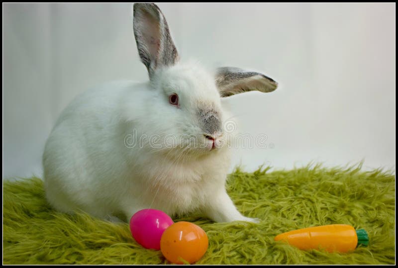кролик ест коноплю