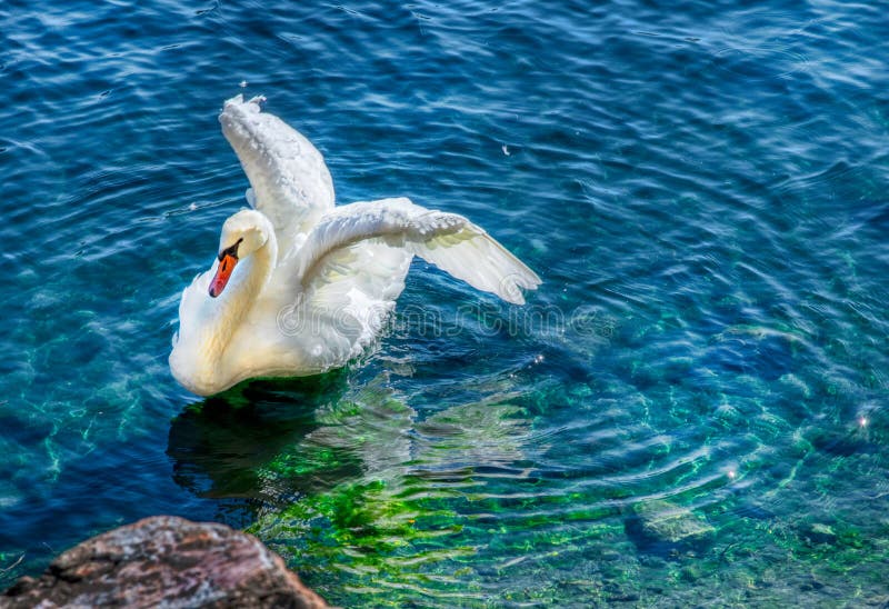 Белый лебедь протягивая в ясной голубой зеленой воде с пульсациями стоковые фотографии rf Белый лебедь протягивая в ясной голубой зеленой воде с пульсациями стоковые фотографии rf