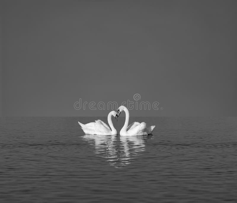 2 Белых лебедей на голубом озере стоковая фотография