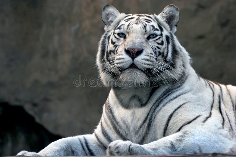 Bengali tiger in zoo. Moscow city, Russia. Bengali tiger in zoo. Moscow city, Russia