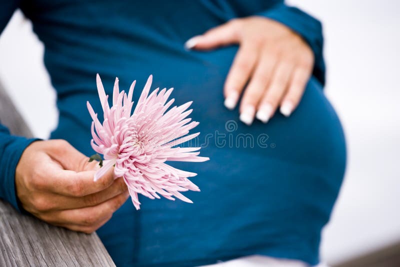 Midsection of pregnant woman holding pink flower, focus on flower. Midsection of pregnant woman holding pink flower, focus on flower