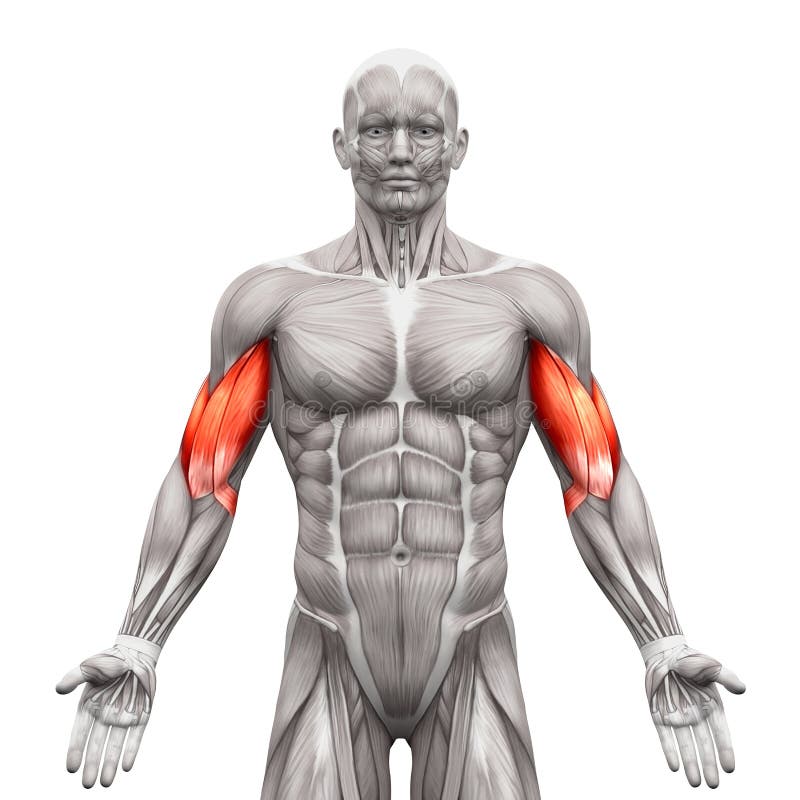 Бицепс Muscles - мышцы анатомии изолированные на бело- illustra 3D иллюстрация штока Бицепс Muscles - мышцы анатомии изолированные на бело- illustra 3D иллюстрация штока