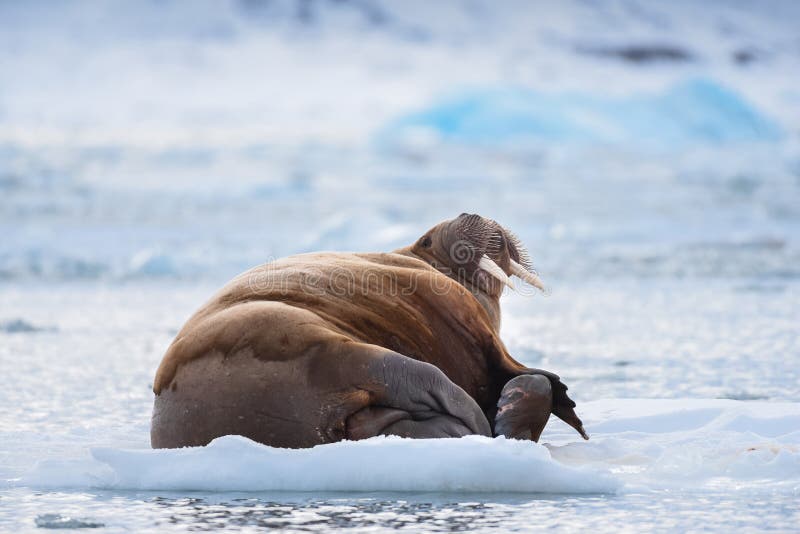 Благоустраивайте моржа природы на ледяном поле дня солнечности зимы Шпицбергена Longyearbyen Свальбарда ледовитого стоковые фотографии rf Благоустраивайте моржа природы на ледяном поле дня солнечности зимы Шпицбергена Longyearbyen Свальбарда ледовитого стоковые фотографии rf