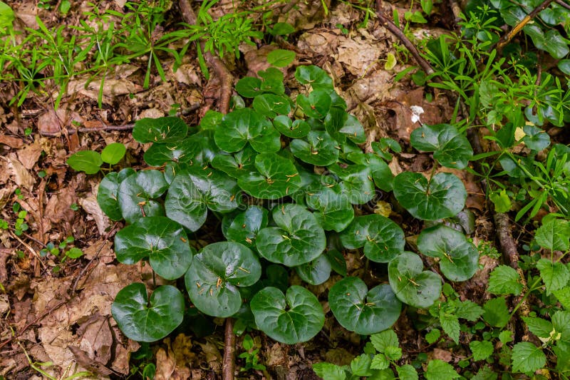 блестящая зеленая листва из диких имбирных растений asarum europaeum стоковая фотография