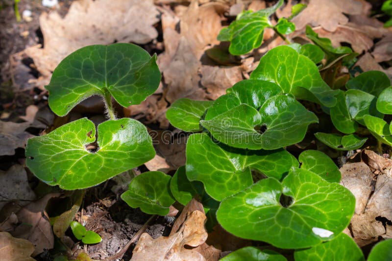 блестящая зеленая листва из диких имбирных растений asarum europaeum стоковые фото