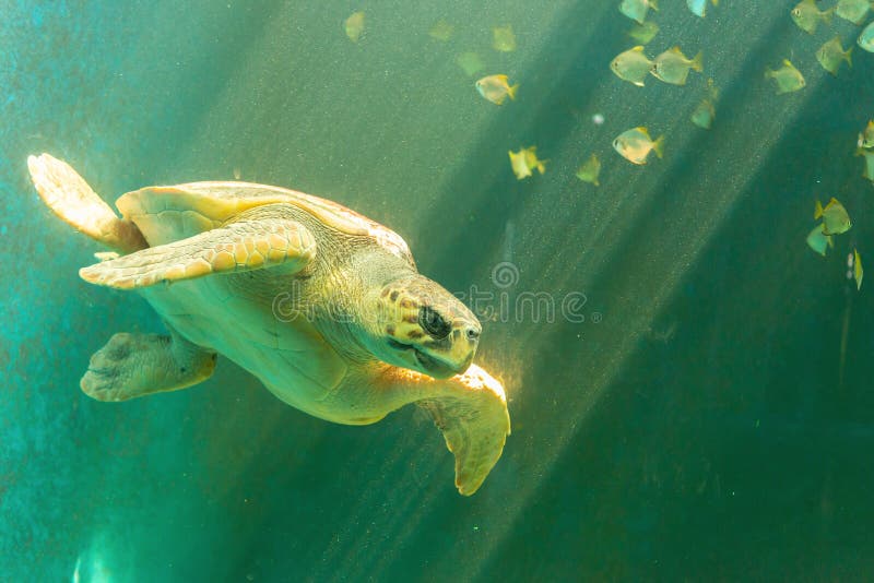 близкая черепаха заплывания моря фото вверх стоковые изображения близкая черепаха заплывания моря фото вверх стоковые изображения