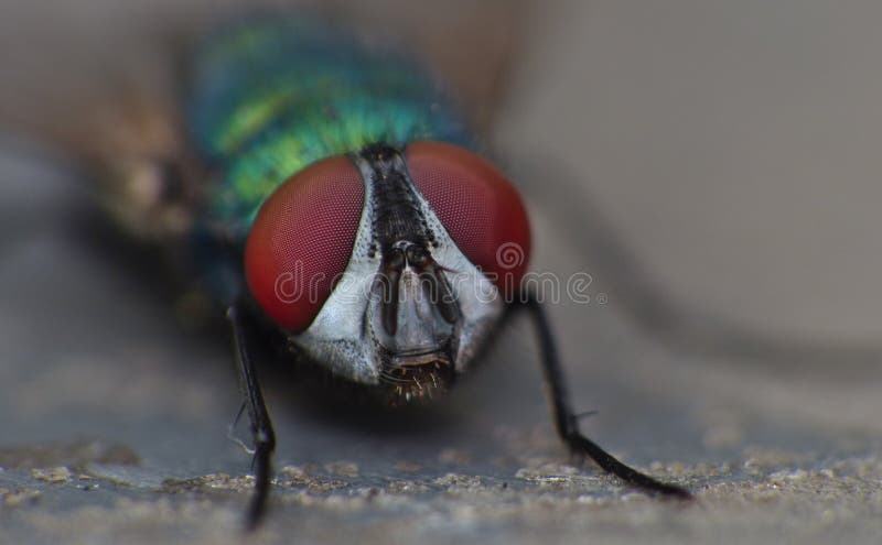 Близкий поднимающий вверх макрос снял зеленого цвета Blowfly/сини в саде, фото принятого в Великобританию стоковые изображения rf Близкий поднимающий вверх макрос снял зеленого цвета Blowfly/сини в саде, фото принятого в Великобританию стоковые изображения rf