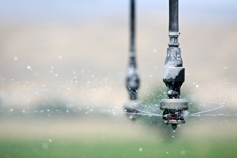 Irrigation - automated irrigation system in operation, closeup of single hose with sprayer dispensing water. note psi at inscription only indicates water pressure. Irrigation - automated irrigation system in operation, closeup of single hose with sprayer dispensing water. note psi at inscription only indicates water pressure