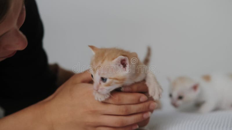 Близко к рыжему котенку, ползающему по белому одеялу и кричащему. акции видеоматериалы