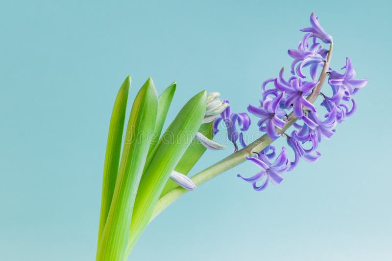 Flor del jacinto