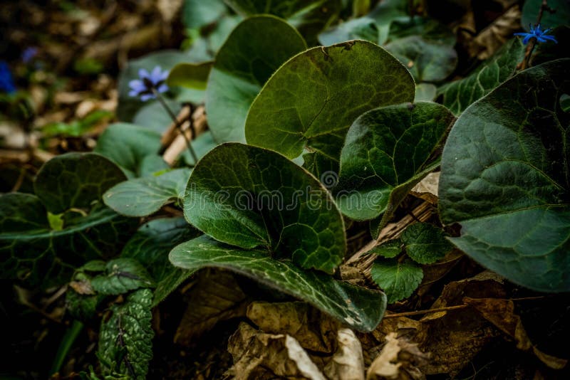 Близкое поднимающее вверх изображение листьев дикого имбиря, lat Europaeum Asarum с голубыми цветками scilla на предпосылке стоковые изображения rf