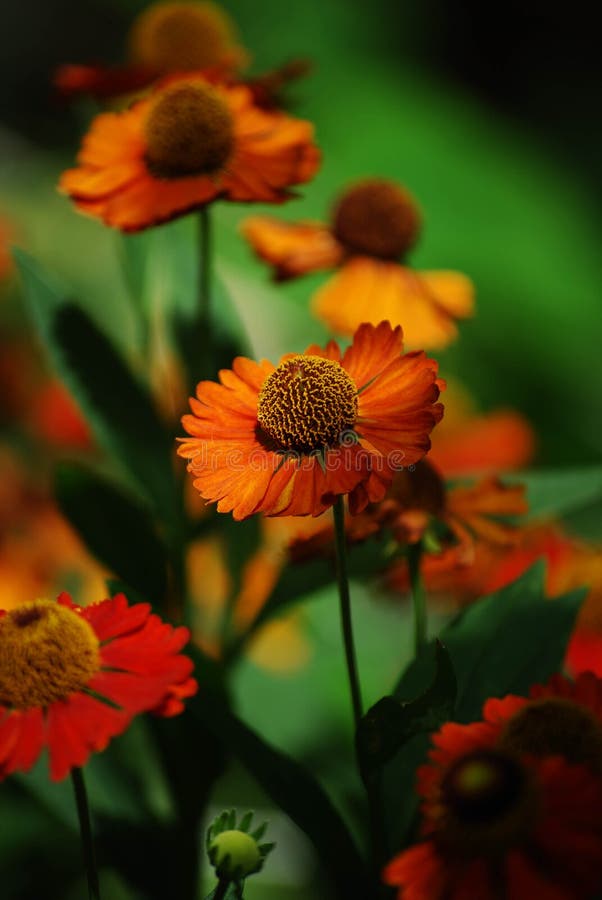 Близкое поднимающее вверх фото hirta Rudbeckia, желтого цветка оранжевого coneflower стоковая фотография Близкое поднимающее вверх фото hirta Rudbeckia, желтого цветка оранжевого coneflower стоковая фотография