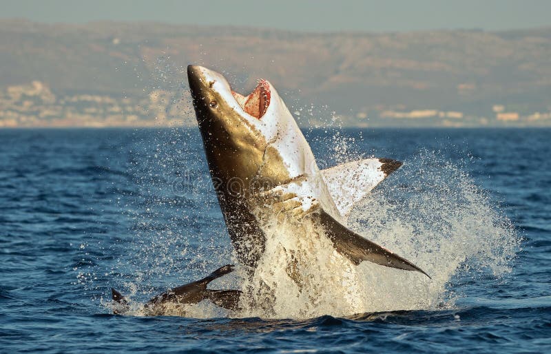 Большая белая акула (carcharias Carcharodon) пробивая брешь в нападении на уплотнении Большая белая акула (carcharias Carcharodon) пробивая брешь в нападении на уплотнении