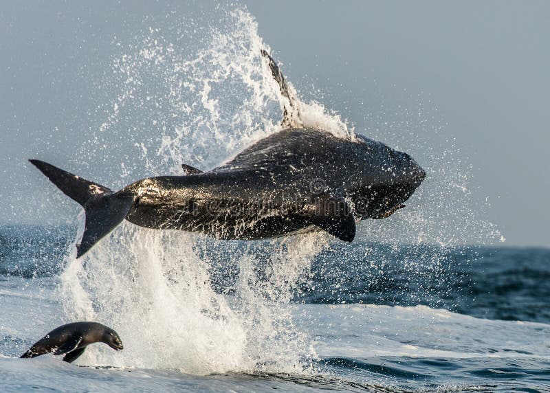 Большая белая акула (carcharias Carcharodon) пробивая брешь в нападении на уплотнении Звероловство большой белой акулы (carcharia стоковые изображения Большая белая акула (carcharias Carcharodon) пробивая брешь в нападении на уплотнении Звероловство большой белой акулы (carcharia стоковые изображения