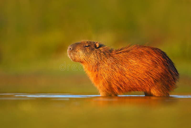 Большая мышь в воде Капибара, hydrochaeris Hydrochoerus, самая большая мышь в воде с светом во время захода солнца, животным вече стоковое изображение rf