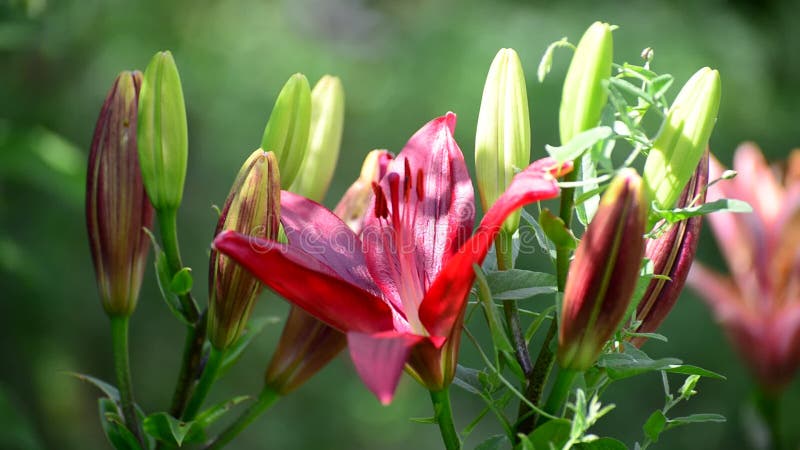 Большая розовая лилия перерастанная с засорителями в flowerbed