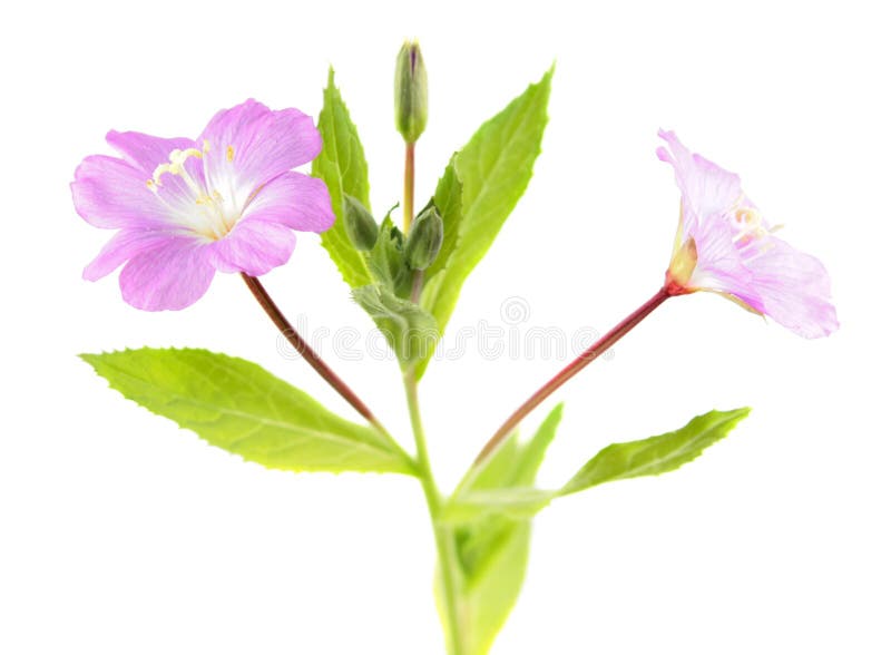 Большие волосатый willowherb или hirsutum кипрея изолированное на белой предпосылке стоковое изображение rf