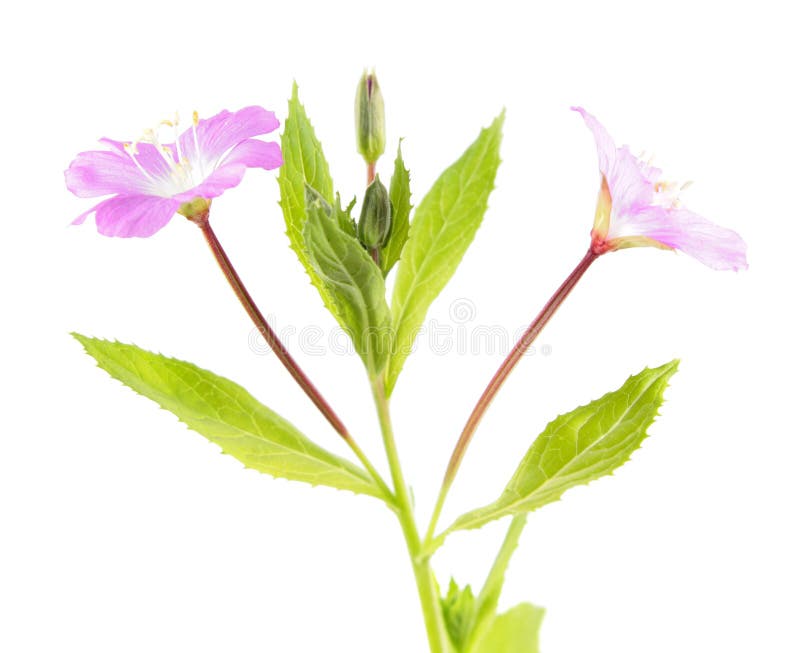 Большие волосатый willowherb или hirsutum кипрея изолированное на белой предпосылке стоковое фото rf