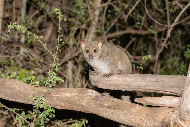 Greater Galago Otolemur garnettii in the Bush at Night in Nortern Tanzania. Greater Galago Otolemur garnettii in the Bush at Night in Nortern Tanzania