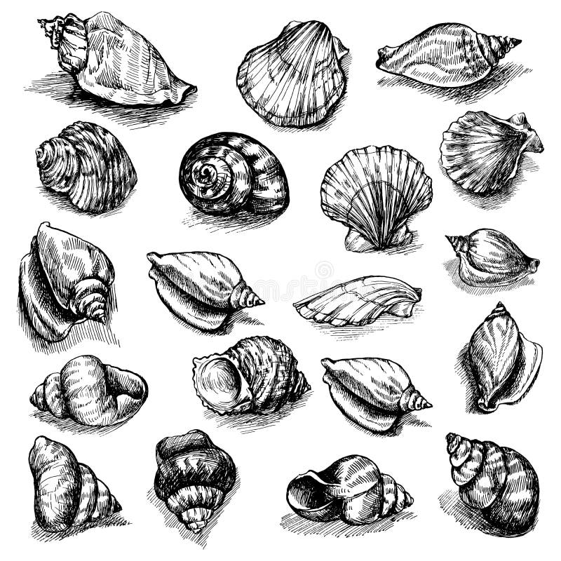 Большое собрание вектора сделанных эскиз к seashells изолированных на белой предпосылке Нарисованные вручную установленные морски бесплатная иллюстрация Большое собрание вектора сделанных эскиз к seashells изолированных на белой предпосылке Нарисованные вручную установленные морски бесплатная иллюстрация