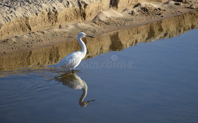 Большой Egret ( Ardea alba) ; фуражирующ в заводи на кристаллическом парке штата бухты, южная Калифорния стоковая фотография