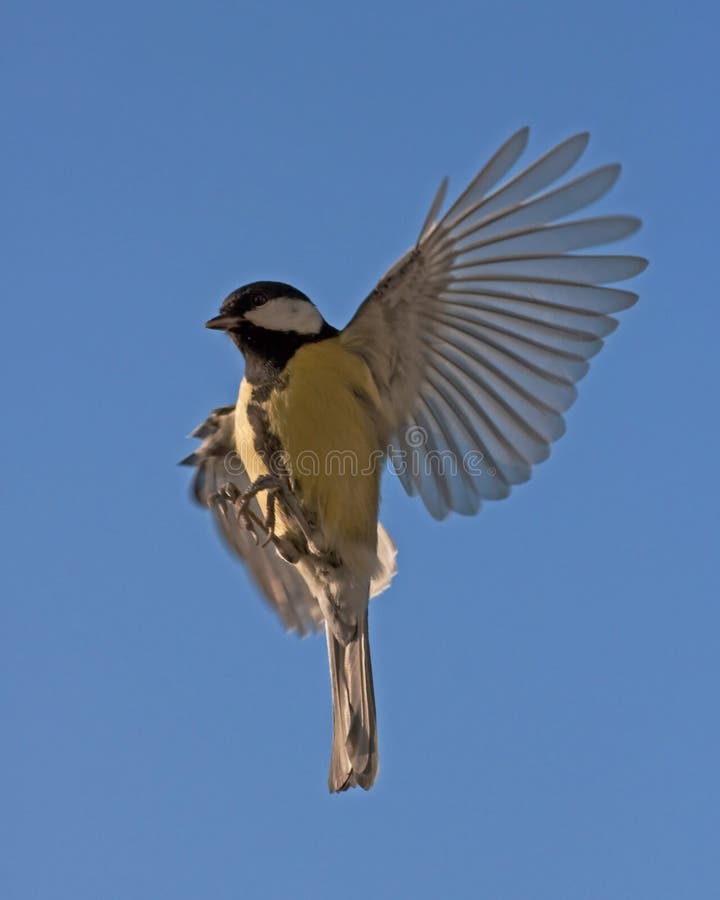 Great Tit (Parus major), manual focus. Great Tit (Parus major), manual focus