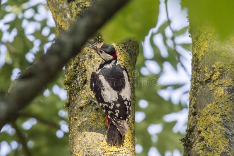 Большой woodpecker (майор Dendrocopos) стоковые изображения rf Большой woodpecker (майор Dendrocopos) стоковые изображения rf