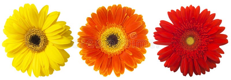 Большой выбор красочного jamesonii Gerbera цветка Gerbera изолированного на белой предпосылке стоковые фото Большой выбор красочного jamesonii Gerbera цветка Gerbera изолированного на белой предпосылке стоковые фото