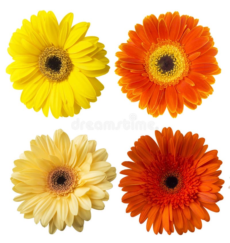 Большой выбор красочного jamesonii Gerbera цветка Gerbera изолированного на белой предпосылке стоковое фото rf Большой выбор красочного jamesonii Gerbera цветка Gerbera изолированного на белой предпосылке стоковое фото rf