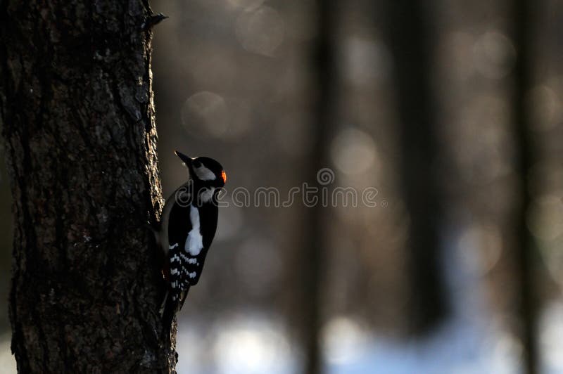 Большой запятнанный Woodpecker в темном лесе стоковые фото Большой запятнанный Woodpecker в темном лесе стоковые фото
