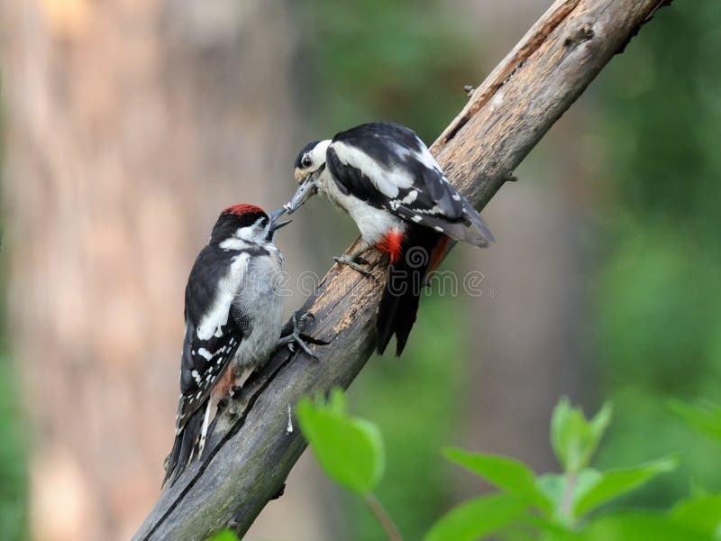 Большой запятнанный Woodpecker подает цыпленок стоковые изображения Большой запятнанный Woodpecker подает цыпленок стоковые изображения