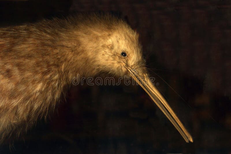 Great Spotted kiwi, Apteryx haasti, New Zealand. Great Spotted kiwi, Apteryx haasti, New Zealand