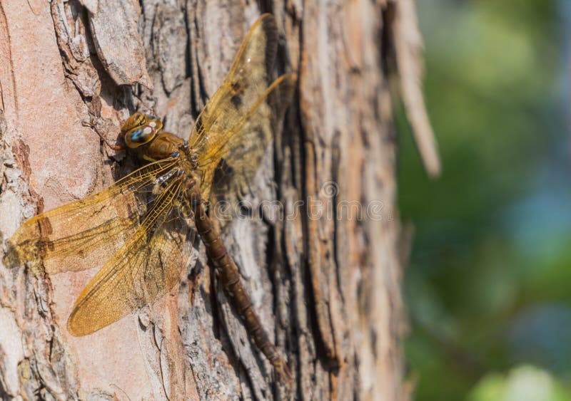 Большой коричневый dragonfly стоковая фотография Большой коричневый dragonfly стоковая фотография