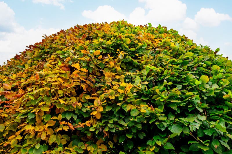 Large round boxwood bush in a park. Large round boxwood bush in a park.