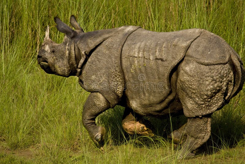 Большой один horned носорог в Bardia, Непале стоковое изображение Большой один horned носорог в Bardia, Непале стоковое изображение