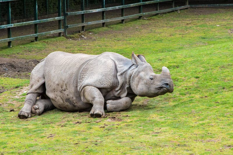 Большой Одн-horned носорог стоковые изображения Большой Одн-horned носорог стоковые изображения