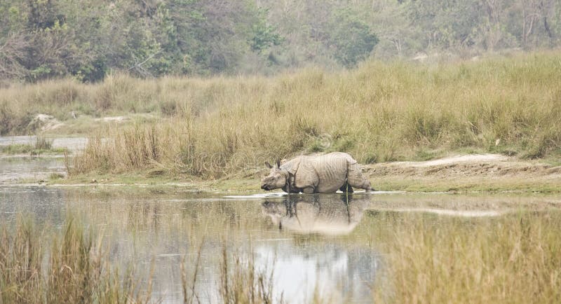 Большой Одн-horned носорог на национальном парке Bardia, Непале стоковая фотография Большой Одн-horned носорог на национальном парке Bardia, Непале стоковая фотография